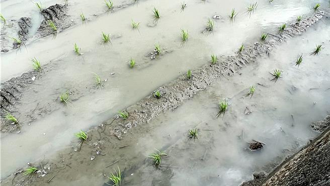 稻農期待凱米颱風降雨利於秧苗生長。（蕭嘉蕙攝）
