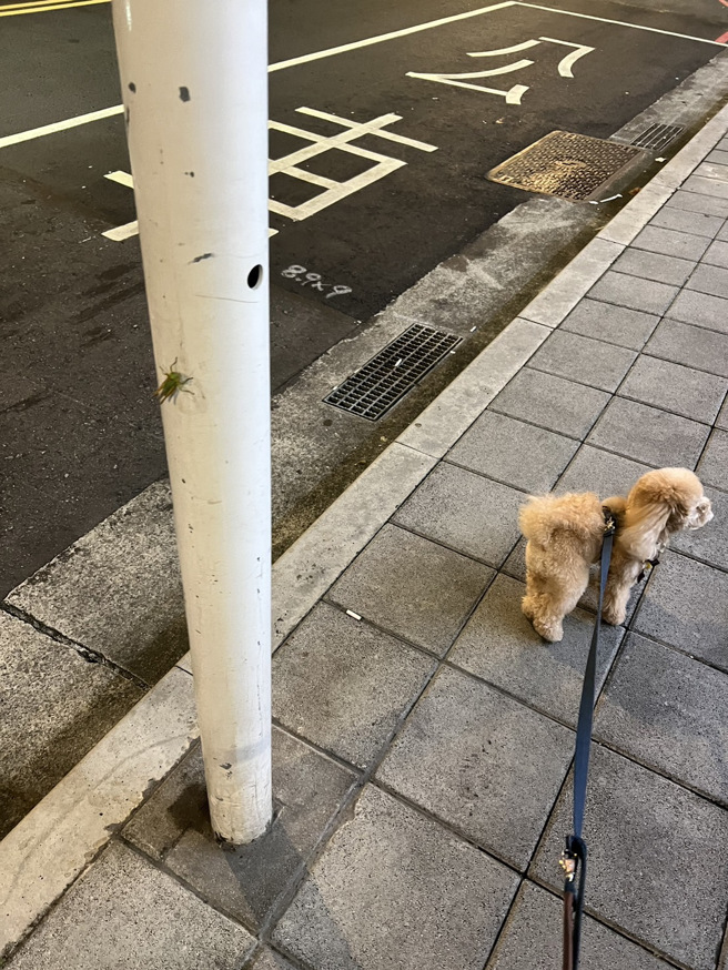 住在新北市树林的女网友只是出门遛狗，就可以在市区内发现数只蝗虫。（图／网友提供）