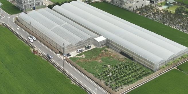 南部打击犯罪中心在彰化查获一处有机田农场内竟种植大麻。（翻摄照片／洪靖宜高雄传真）