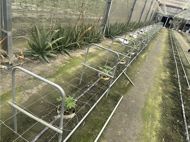 南部打击犯罪中心在彰化查获一处有机田农场内竟种植大麻。（翻摄照片／洪靖宜高雄传真）