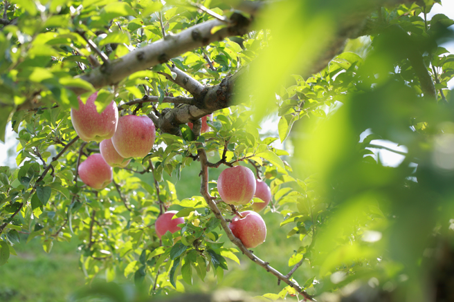 苹果清洗后，连皮带果肉一起吃，能吃进更多营养素。（示意图，Shutterstock／达志）