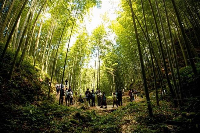 云林古坑乡草岭石壁森林疗癒基地近年成为热门绿色旅游景点。（云林县府提供）