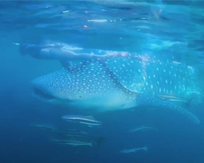 2024年7月23日澎湖縣／澎湖一名自由潛水愛好者22日傍晚在凱米颱風來襲前夕在西嶼海域自由潛水，巧遇鬼蝠魟和鯨鯊，還留下和鯨鯊近距離同游畫面。（Moon月行館提供／許逸民澎湖傳真）