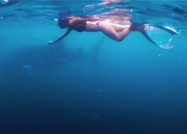 2024年7月23日澎湖縣／澎湖一名自由潛水愛好者22日傍晚在凱米颱風來襲前夕在西嶼海域自由潛水，巧遇鬼蝠魟和鯨鯊，還留下追逐鯨鯊畫面。（Moon月行館提供／許逸民澎湖傳真）