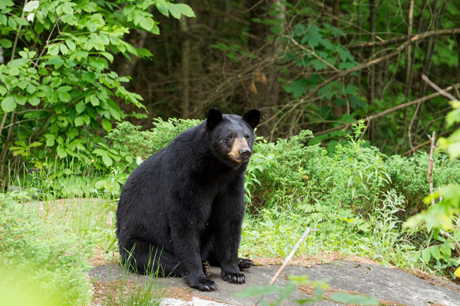 美国佛州一只黑熊呆坐在公路边，吸引许多人围观拍照。（示意图：Shutterstock／达志）