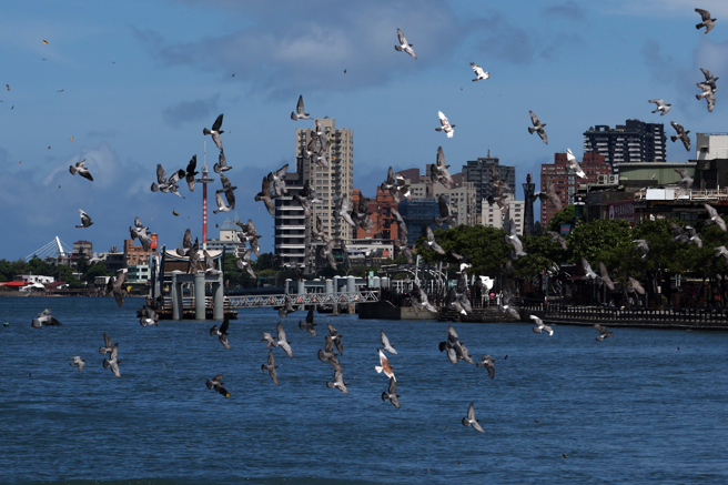 隨著凱米颱風逐漸逼近台灣，淡水地區受大氣壓影響，高溫炎熱，一群鴿子自在翱翔天空，襯著藍天白雲的天空，美不勝收。（鄧博仁攝）