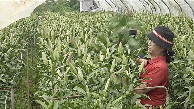 清境地区花农除了忙着採收即将成熟的香水百合，避免因颱风风雨受灾，降低损失。（民眾提供／杨静茹南投传真）