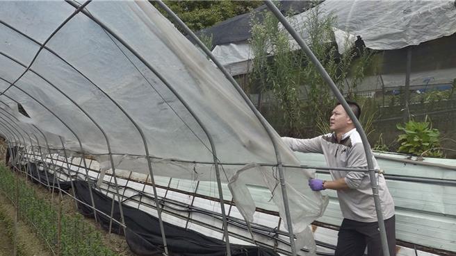 仁爱乡农民拆除温室的帆布，避免遭颱风强阵风吹垮。（民眾提供／杨静茹南投传真）