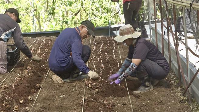 仁爱乡花农在颱风风雨来袭前种下发芽的球根。（民眾提供／杨静茹南投传真）