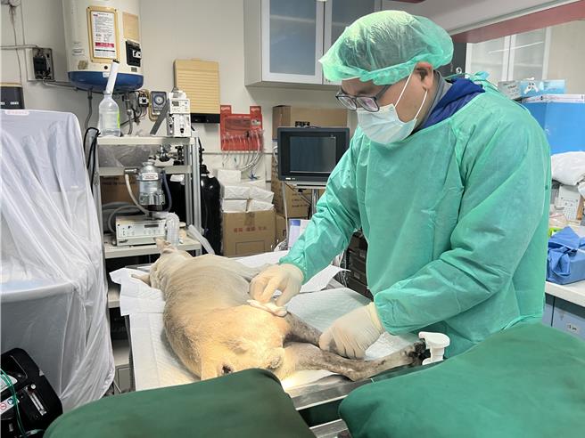 取得飼養寵物認證數位卡，可享有家犬貓絕育補助。（新北市動保處提供）