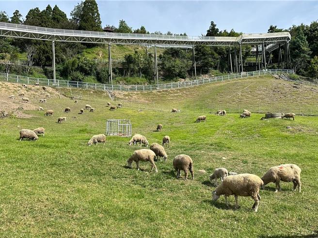 南投县政府宣布24日正常上班、正常上课，不过清境农场24日预警性休园。（清境农场提供／杨静茹南投传真）
