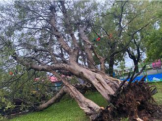 凱米強颱狂風襲桃園 八德老樹遭連根拔起砸路邊轎車
