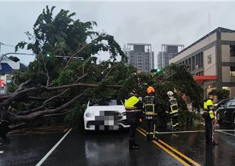 颱風天出門賓士車停等紅燈　突巨響慘遭路樹砸頂