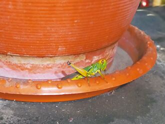 新北爆蝗蟲潮 凱米過境可望解圍