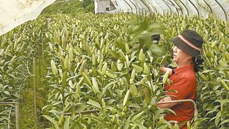 防颱 農民搶收 加油站裝鐵捲門