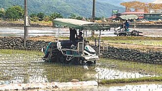 凯米来袭 池上稻农总动员忙插秧