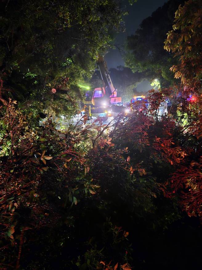 仰德大道三段221巷口路树24日凌晨突然倒塌。( 叶庭欣/翻摄 )
