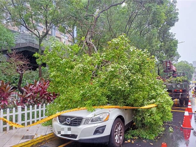 新北市中和區捷運路今上午1棵路樹傾倒，樹枝幾乎覆蓋樹下停放的休旅車，所幸未造成人員傷亡。（中和警分局提供）
