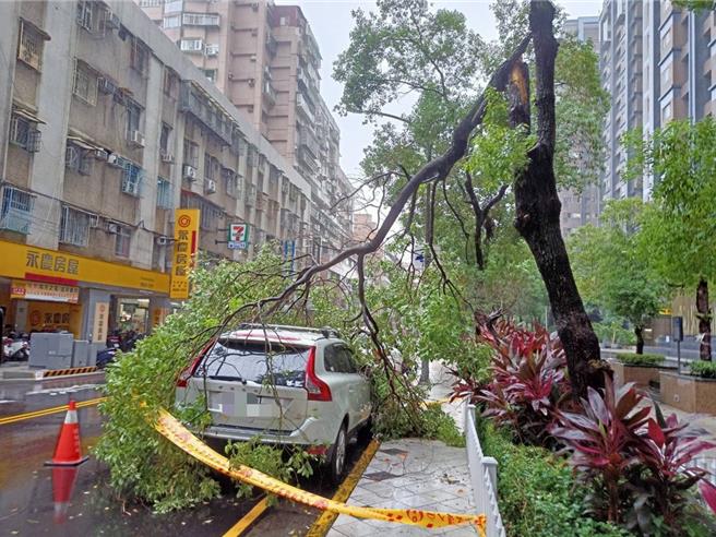 中和區捷運路今上午1棵路樹傾倒，所幸未造成人員傷亡。（中和警分局提供）