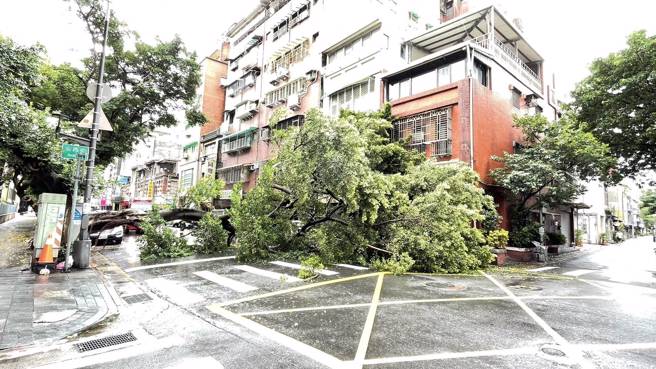 大同區涼州街和西安街交叉路口24日上午路樹倒榻。( 葉庭欣/翻攝 )