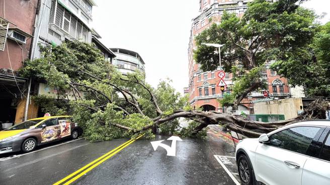 大同區涼州街和西安街交叉路口24日上午路樹倒榻。( 葉庭欣/翻攝 )