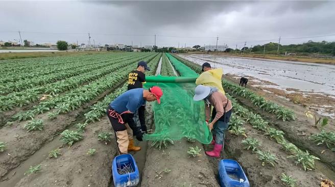 彰化县埔盐乡花椰菜农24日上午趁风雨较小，赶紧到田里盖上网子，希望能把损失减到最小。（民眾提供／孙英哲彰化传真）