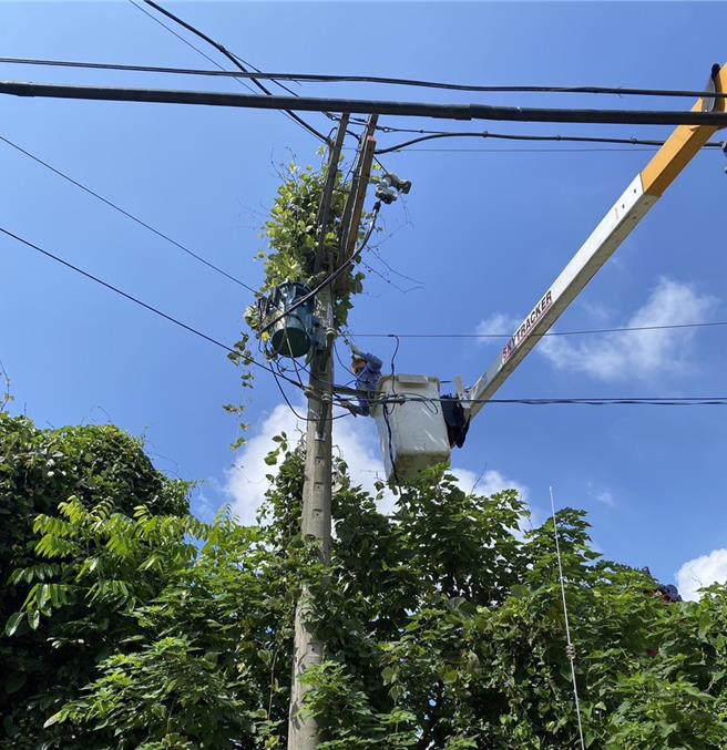 台电高雄区营业处于近日针对燕巢、田寮等地区加紧进行预防性树修工作，避免颱风来袭，所带来的强风豪雨造成停电事故。（台电提供）