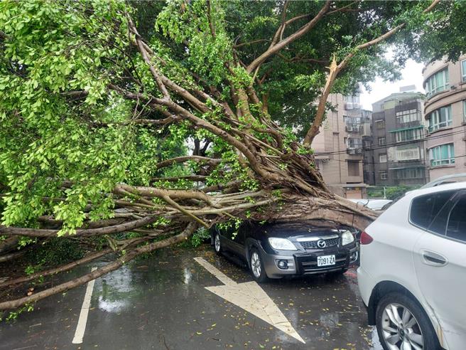 永和區環河東路四段對面堤頂道路今上午1棵路樹連根倒塌，造成2輛車輛受損，所幸無人受傷，區公所緊急派人排除。（永和警分局提供）