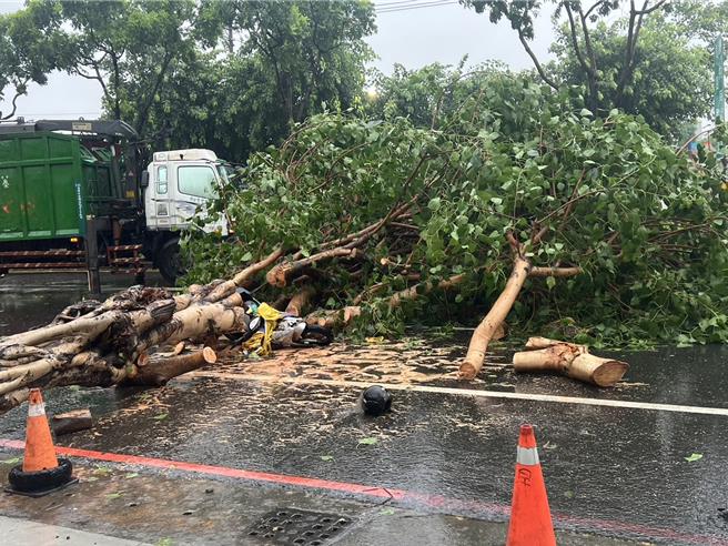 高雄鳳山一處路樹，遭凱米颱風颳起強風吹倒，壓到一名騎車經過的婦人，警消到場時已呈OHCA送醫急救中。（民眾提供／任義宇高雄傳真）