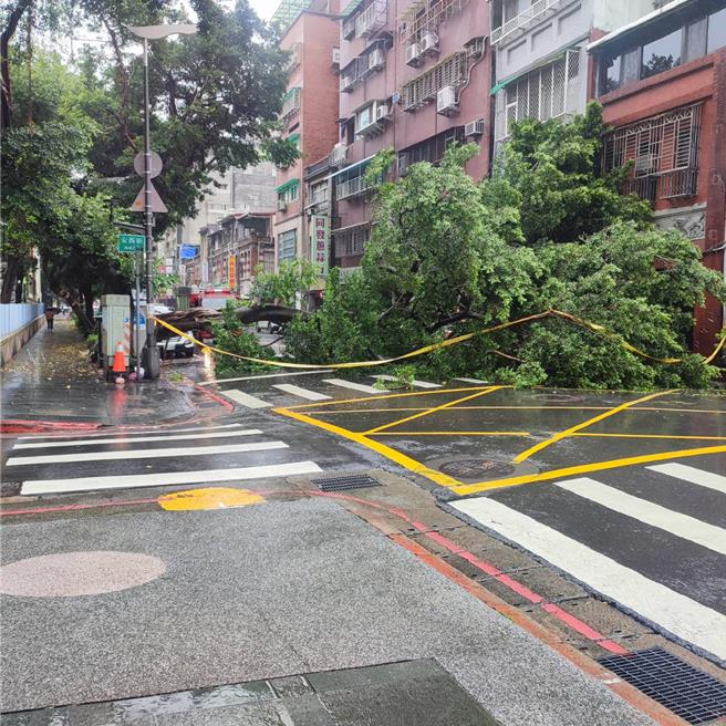 大同區發生路樹倒塌。（警方提供）