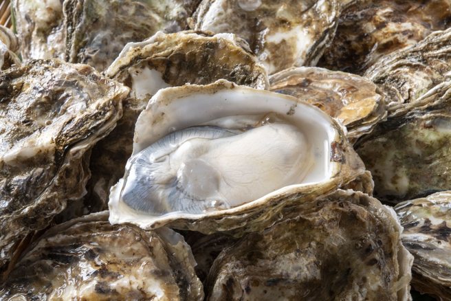 台灣人愛吃蚵仔，包辦越南出口的8成產量。（圖／shutterstock達志）
