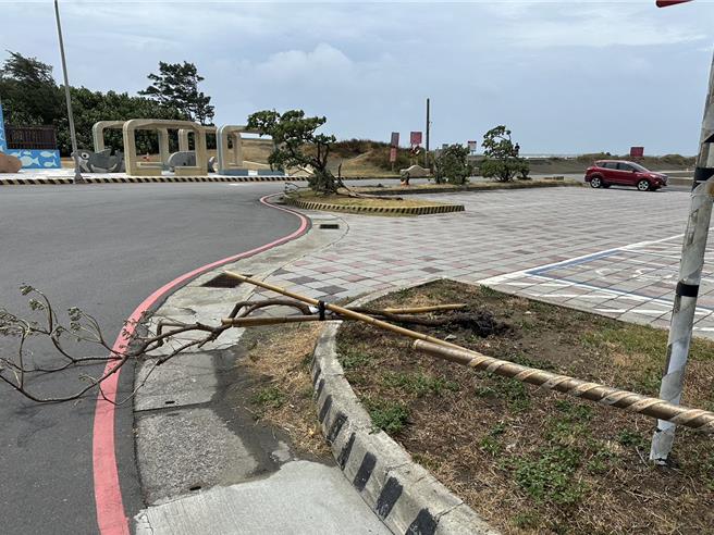 強勁大風將桃園區漁會停車場南側樹木吹倒。（桃園區漁會提供／廖姮玥桃園傳真）