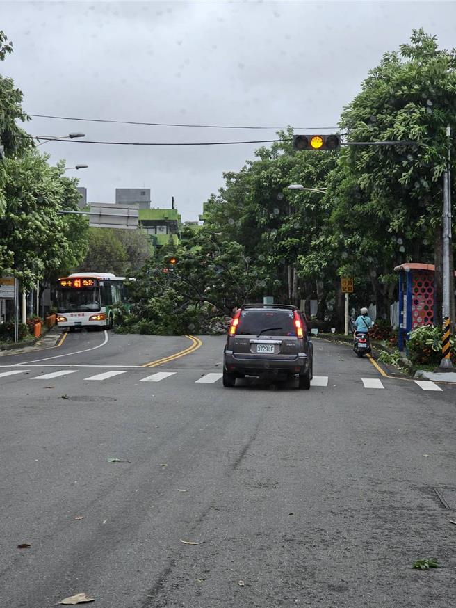 大里修平科大前的路樹不敵強風倒塌還險些砸中公車。（市議員陳俞融提供／馮惠宜台中傳真）