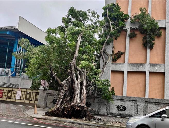 凯米在合欢山区刮起13级强阵风，在草屯镇也刮怪风，炎峰国小后们的路树遭连根拔起。（民眾提供／杨静茹南投传真）