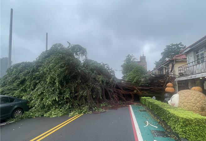 凱米颱風來勢洶洶，中市24日統計，因颱風造成相關災情393件，路樹倒塌多達245件，所幸，未傳出重大災情，圖為中市審計新村旁1棵老樹經強風吹襲因而斷裂倒塌，波及停車格內自小客車畫面。（警方提供／陳淑芬台中傳真）