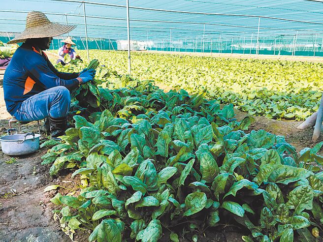 雲林西螺果菜市場這3天蔬菜交易量增到1000多噸，預期未來菜價會上漲1至2成。圖為菜農搶收葉菜。（周麗蘭攝）