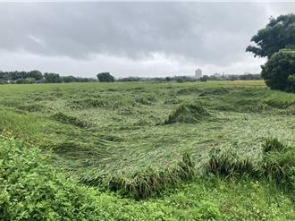 凱米颱風釀農損、桃園西瓜溫網室傳零星災情