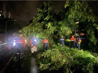 颱风过境北市树倒450件 工务局启动树木灾损联合救灾机制
