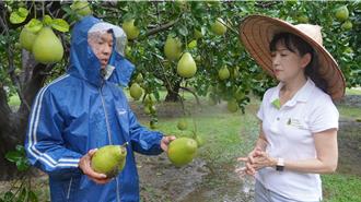 麻豆文旦平安過風災落果不到1成 柚農鬆口氣