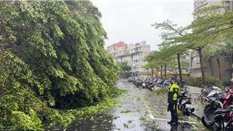 內湖50年巨木倒塌害停電    警馬拉松管制10小時復電