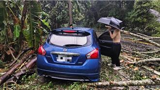 凱米暴雨炸山區！ 谷關飯店員工返家「樹倒砸中車」