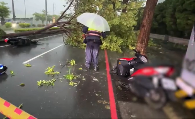 高雄仁武2骑士清晨惨遭倾倒路树击落送医。(戴志扬翻摄)