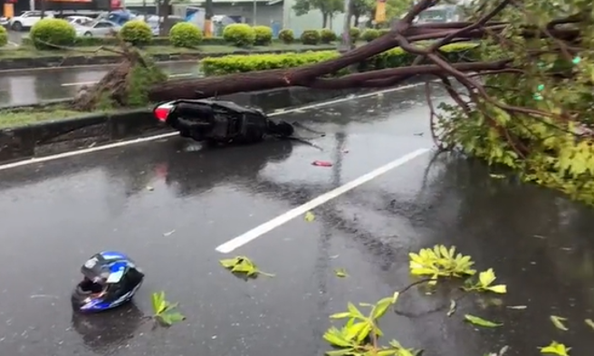 高雄仁武2骑士清晨惨遭倾倒路树击落送医。(戴志扬翻摄)