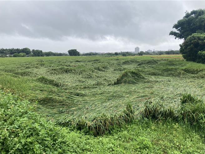 桃園市龜山區水稻倒伏6公頃、平鎮區秈稻倒伏5公頃。（桃園市農業局提供）