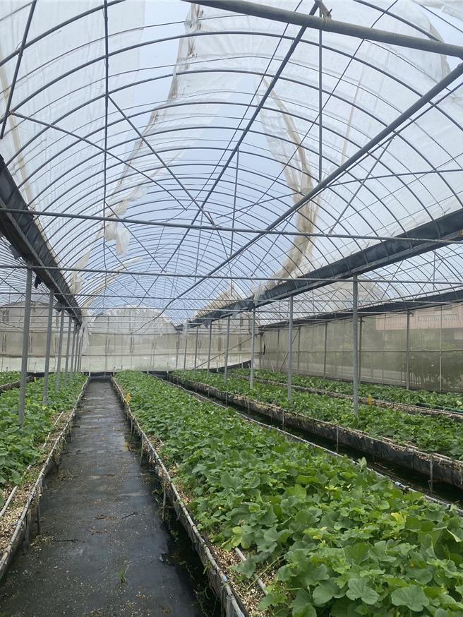 桃園市楊梅區蔬菜溫網室塑膠布破損0.13公頃。（桃園市農業局提供）
