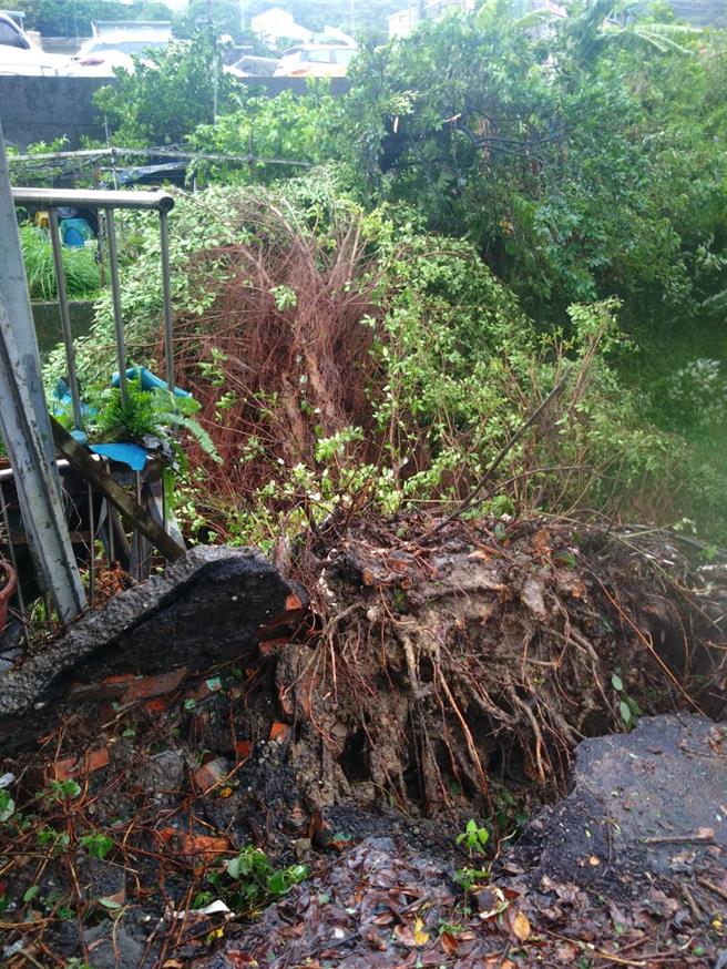 基隆市仁爱区龙安街路树倒塌，连根拔起间接影响到地基损坏。（民眾提供／徐佑升基隆传真）