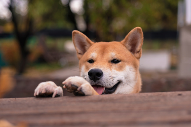 柴犬饲主崩溃表示，即便外面刮风下雨，柴犬坚仍坚持出门大便。（示意图，shutterstock／达志）