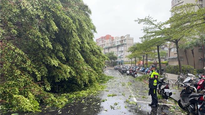 北市文德路66巷一顆樹齡逾50年的榕樹倒塌，扯斷電線導致停電。(翻攝照片／林郁平台北傳真）