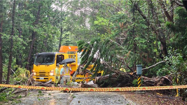 凯米颱风捣乱，澎湖传出零星灾情，图为25日马公兴仁第七岸巡队部前道路路树倒塌，澎县府林务公园管理所封路清理善后。（许逸民摄）
