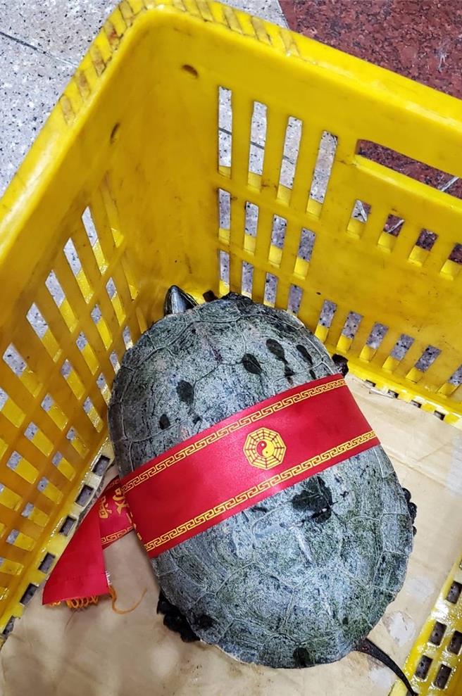 廟方為這隻烏龜繫上紅綾，奉為貴客。（廟方提供／寶智華台南傳真）